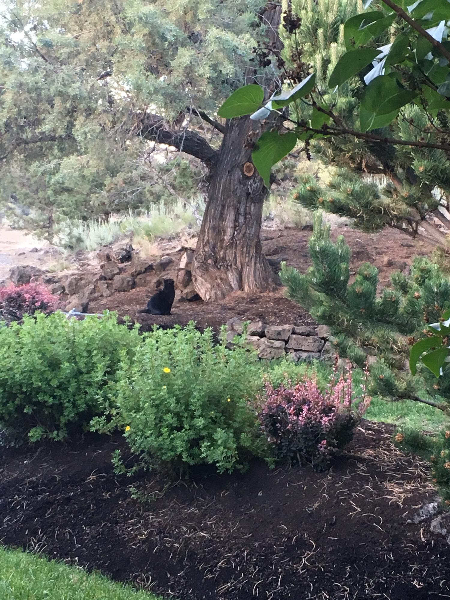 64281 Deschutes Market Road Bend, OR 97701 - Photo 28 of 43 Backyard in Summer