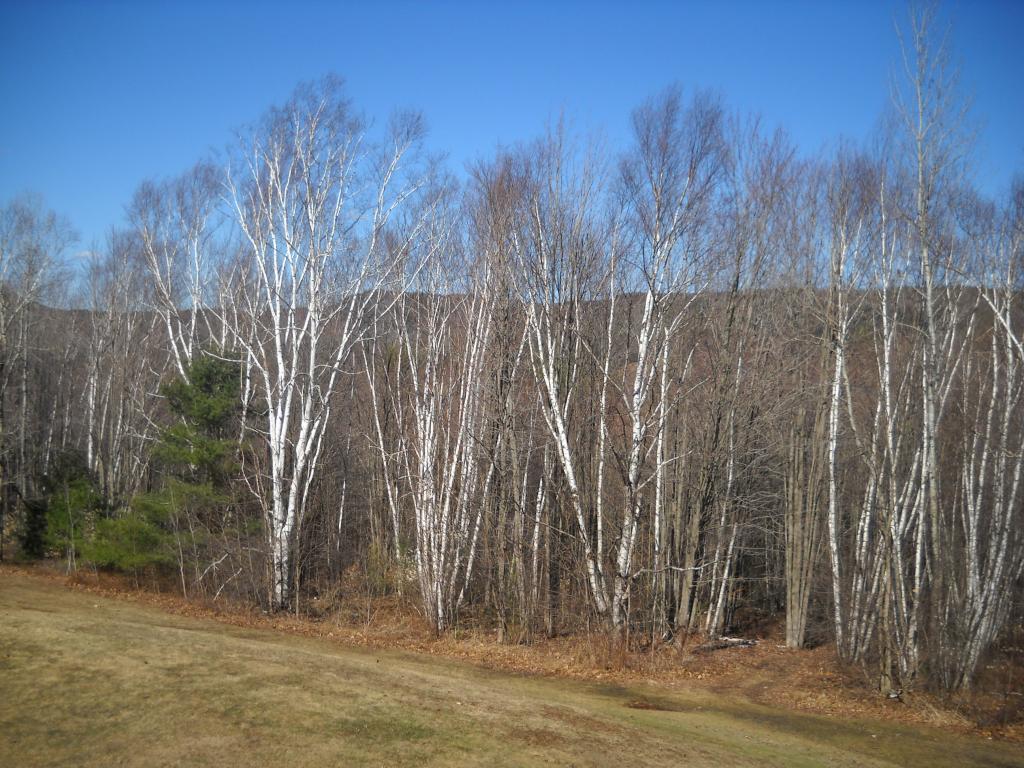 323 Alstead Center Road Alstead, NH 03602 - Photo 35 of 36