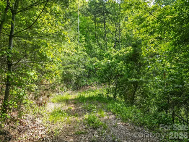 a view of a lush green forest