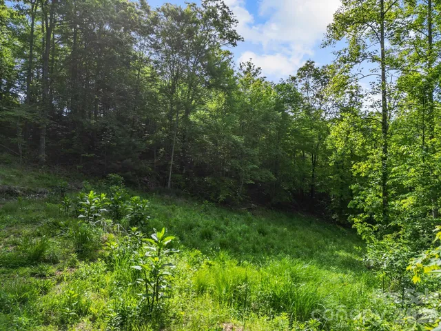 a view of a lush green forest