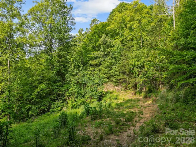 a view of a big yard with plants and large trees