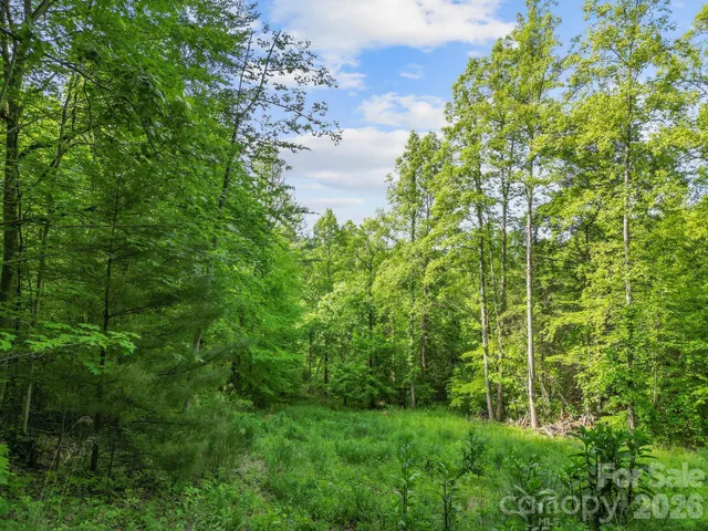 a green field with lots of bushes