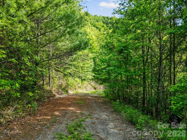 a view of a yard with plants and large trees