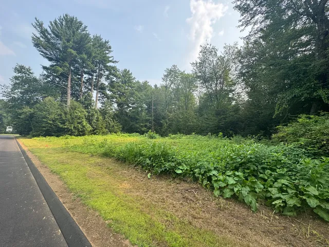 a view of a yard with plants