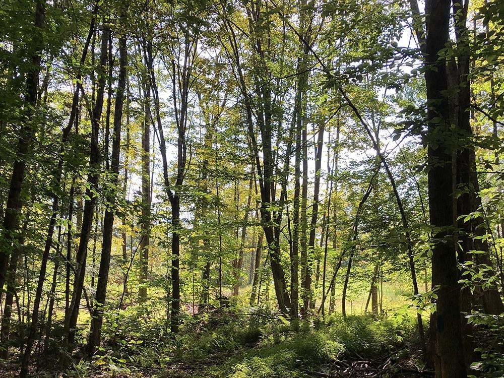 111 Gib Lockerby Road Grafton, VT 05146 - Photo 12 of 18