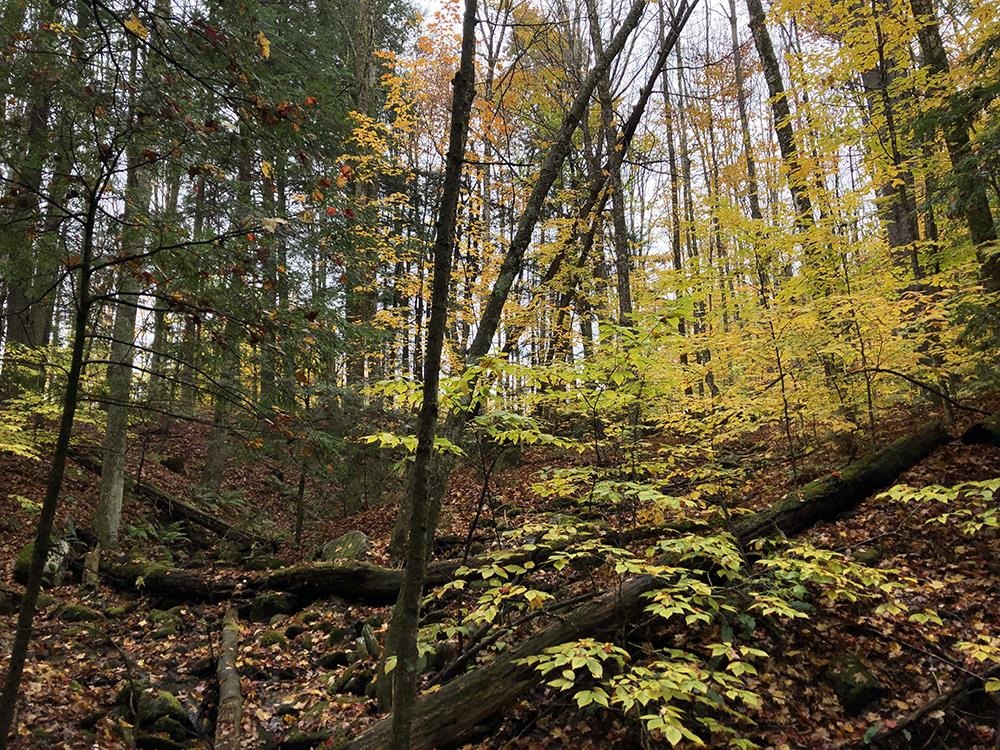 111 Gib Lockerby Road Grafton, VT 05146 - Photo 18 of 18