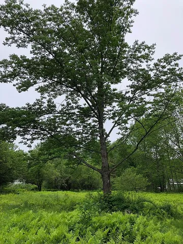 $120,000 | 111 Gib Lockerby Road, Grafton, VT 05146