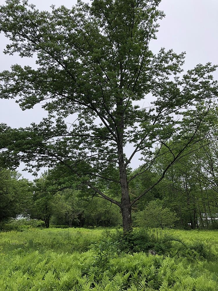 111 Gib Lockerby Road Grafton, VT 05146 - Photo 5 of 18