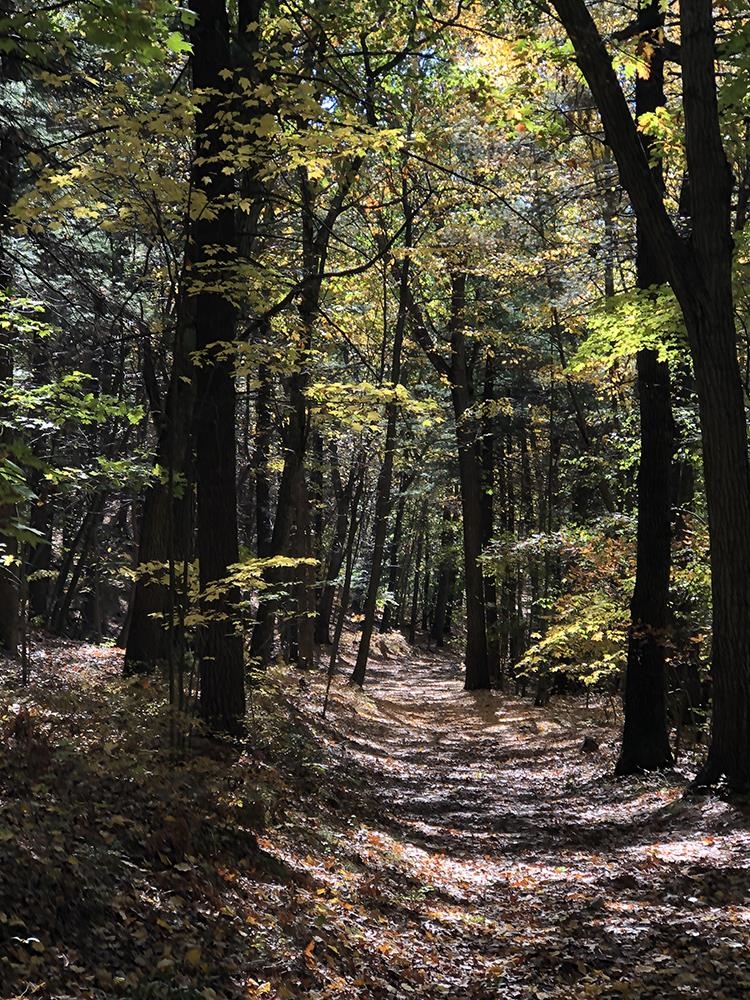 111 Gib Lockerby Road Grafton, VT 05146 - Photo 10 of 18