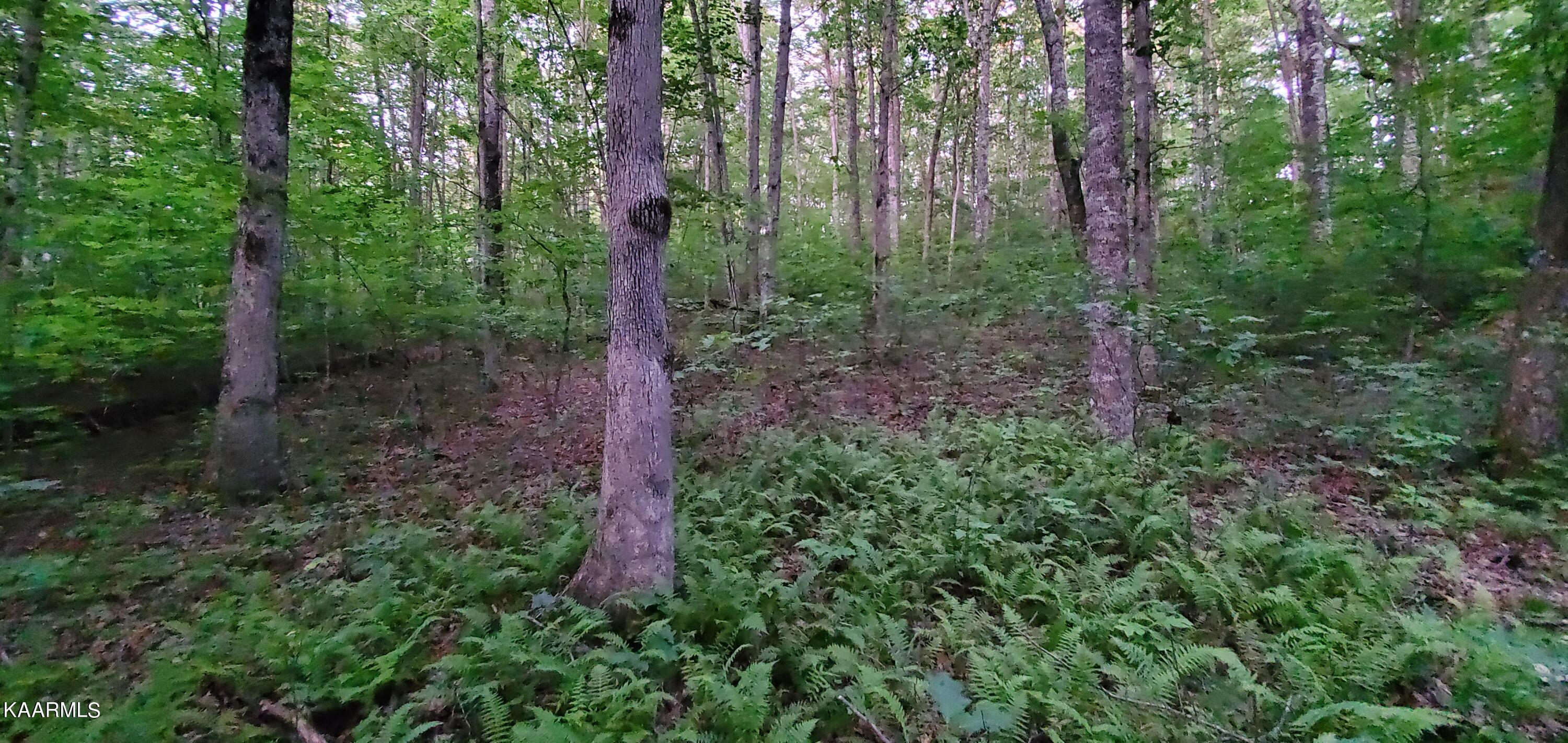West Laurel Way Monterey, TN 38574 - Photo 14 of 26 20230710_195237