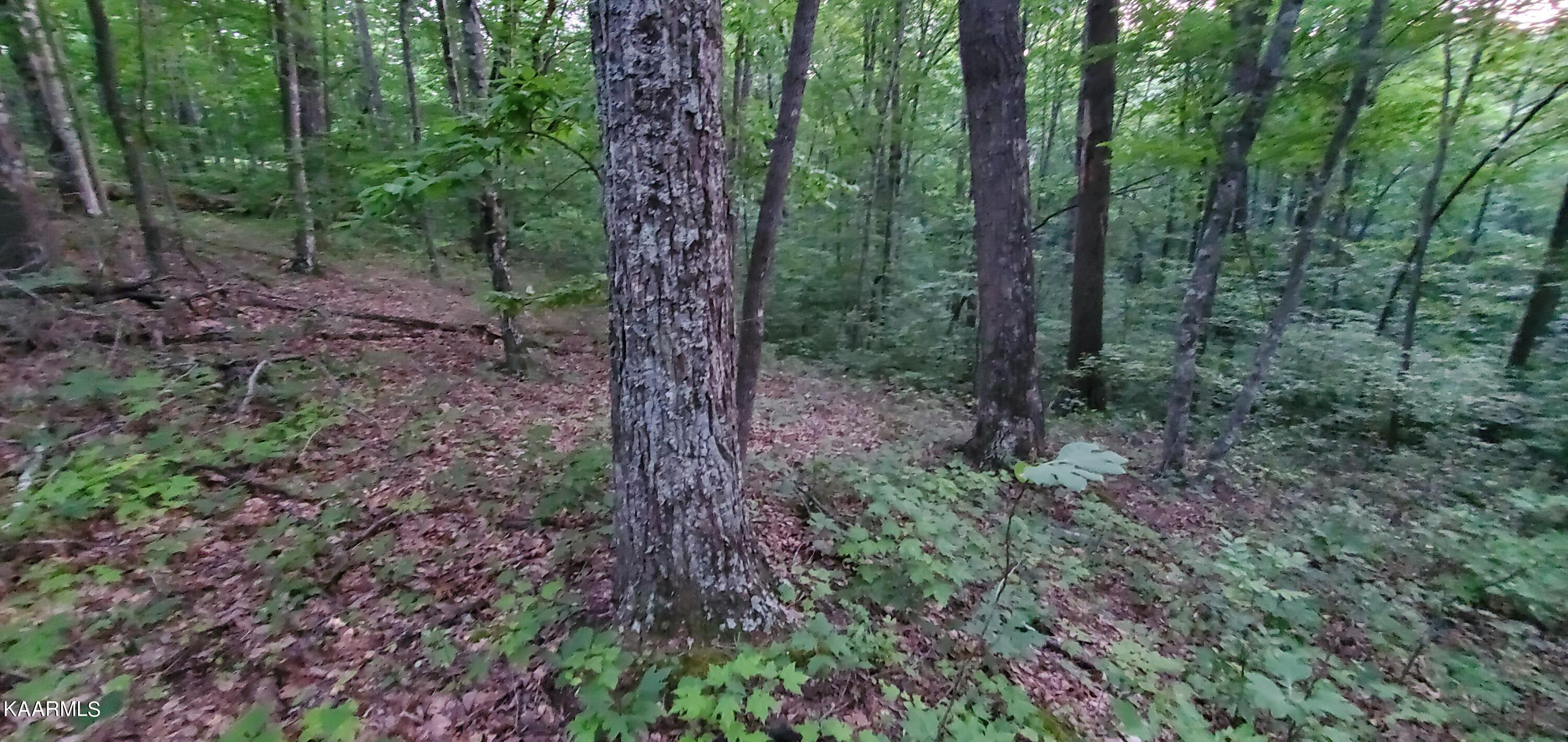 West Laurel Way Monterey, TN 38574 - Photo 20 of 26 20230710_194957