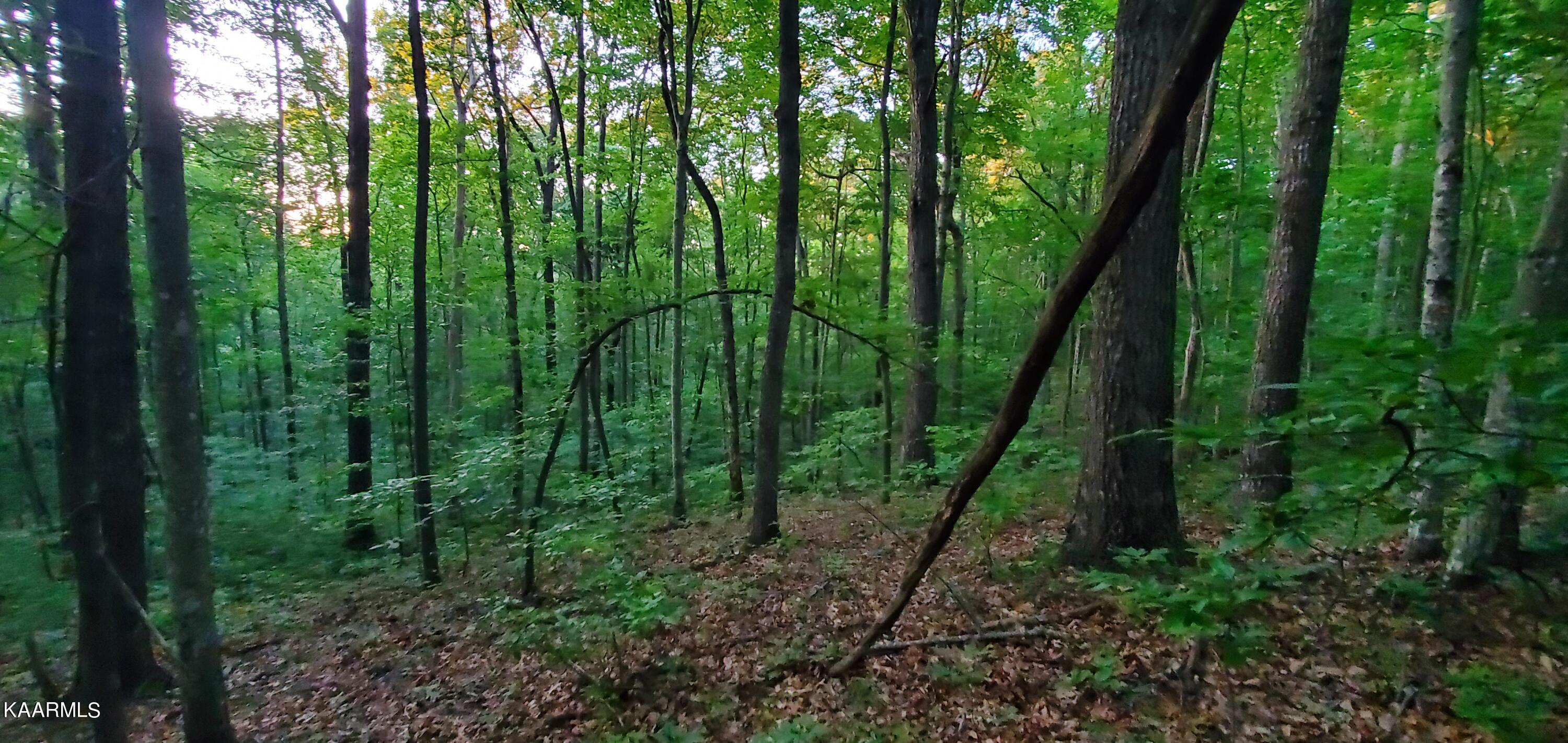 West Laurel Way Monterey, TN 38574 - Photo 22 of 26 20230710_194907