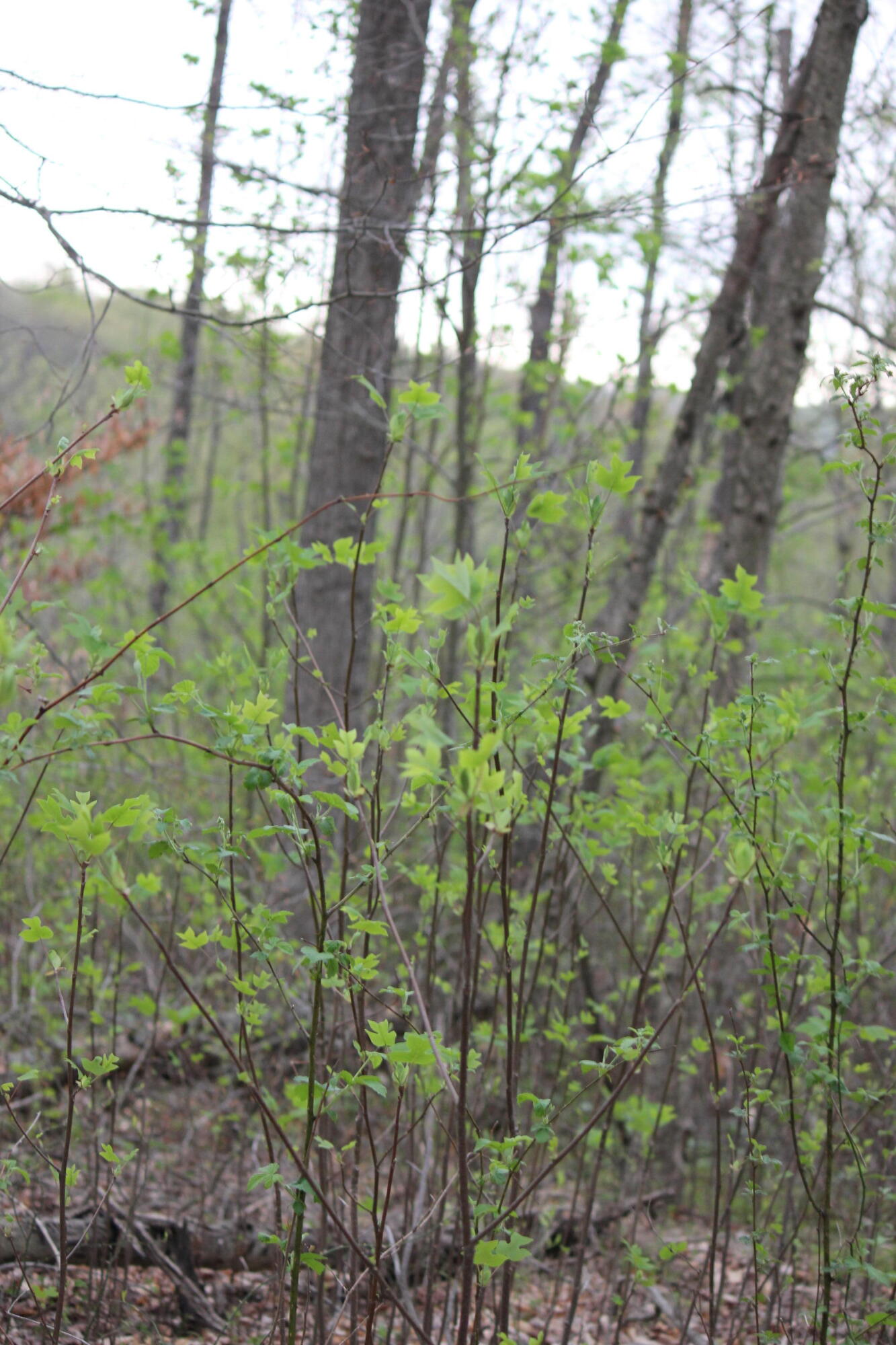 0 Routt Road Wallingford, KY 41093 - Photo 7 of 14 IMG_9434