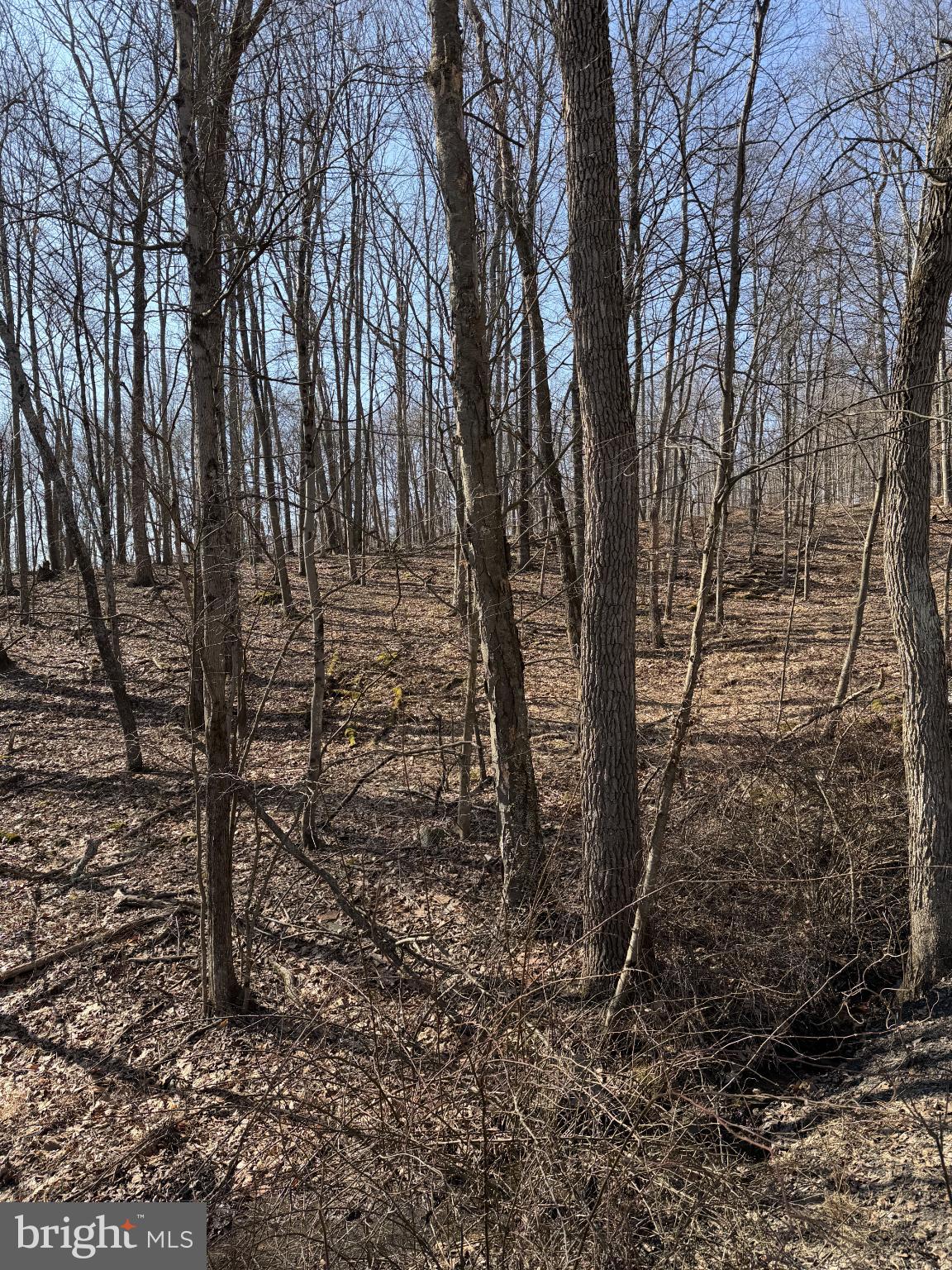 0 Trollfoss Drive Huntingdon, PA 16652 - Photo 10 of 30 a view of forest