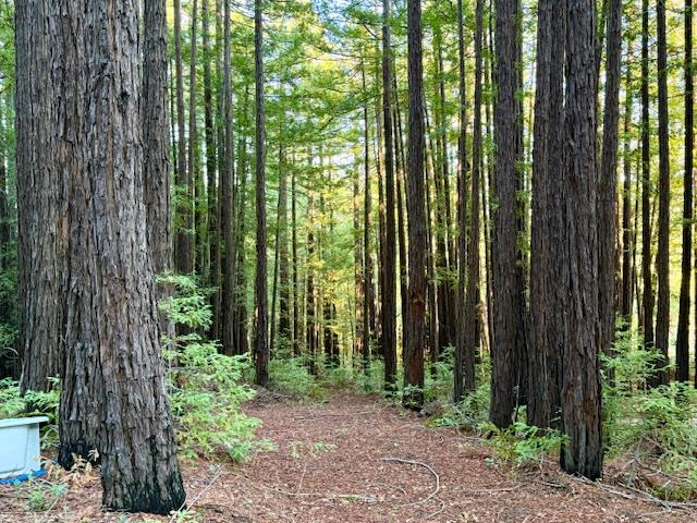7175 Redwood Retreat Road Gilroy, CA 95020 - Photo 14 of 46 a view of a garden with a tree in front of it