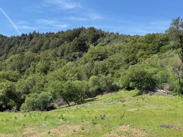 7175 Redwood Retreat Road Gilroy, CA 95020 - Photo 19 of 46 a view of a forest with a yard