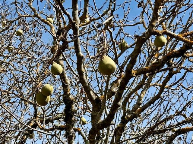 7175 Redwood Retreat Road Gilroy, CA 95020 - Photo 25 of 46 a backyard of a house with table and chairs under an umbrella
