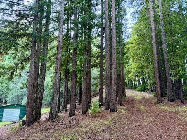 7175 Redwood Retreat Road Gilroy, CA 95020 - Photo 44 of 46 a view of a forest with trees