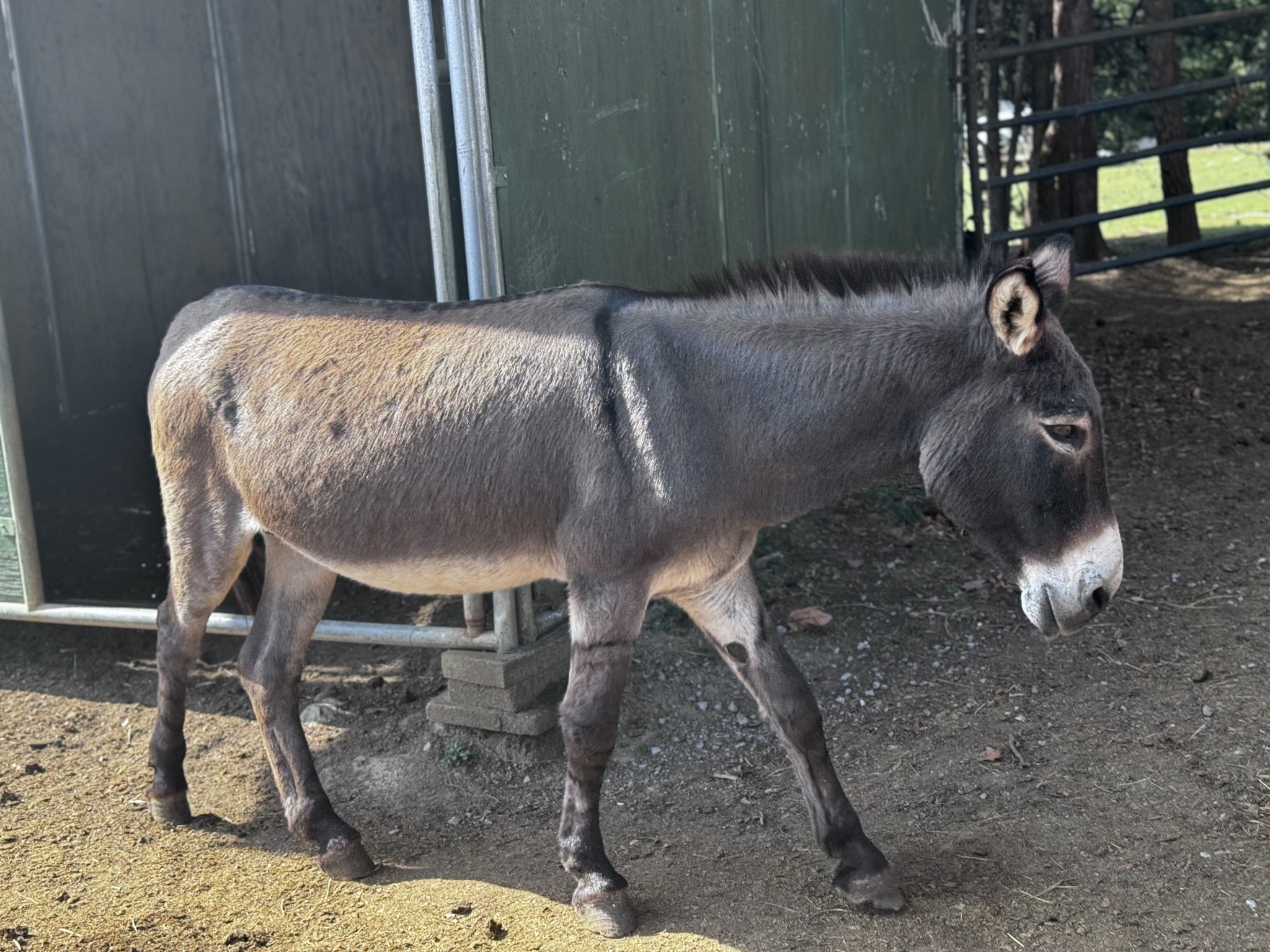 1525 Harkreader Road Mount Juliet, TN 37122 - Photo 14 of 20 a bed sitting in a room next to a window