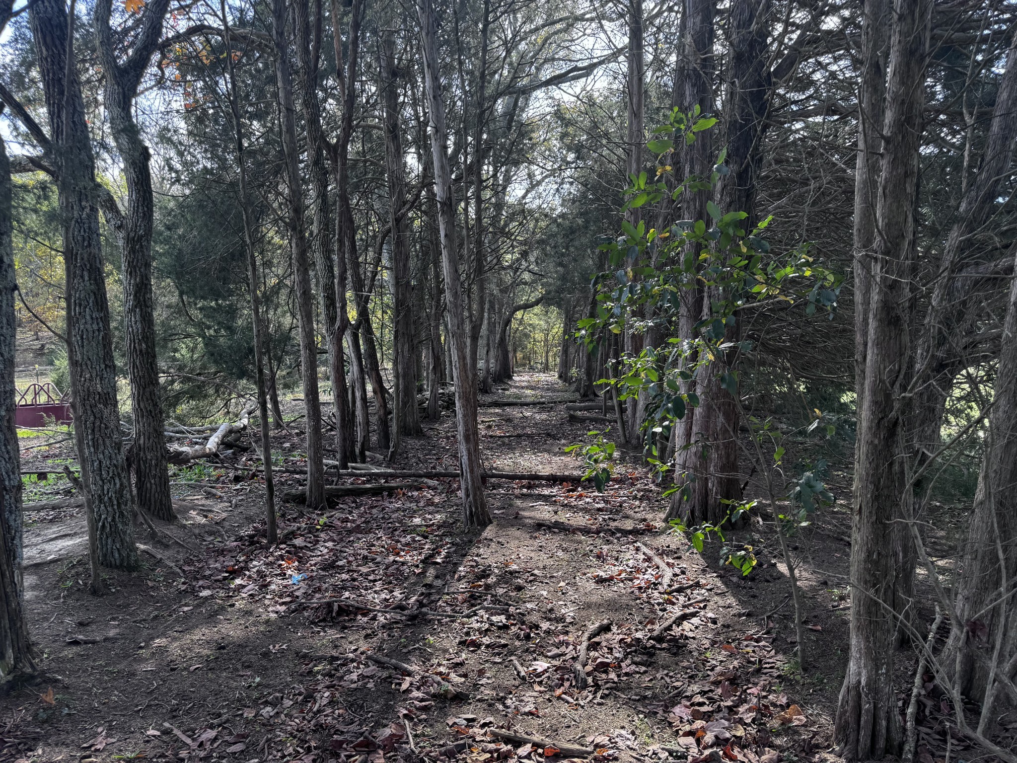 1525 Harkreader Road Mount Juliet, TN 37122 - Photo 9 of 20 a view of a forest filled with trees