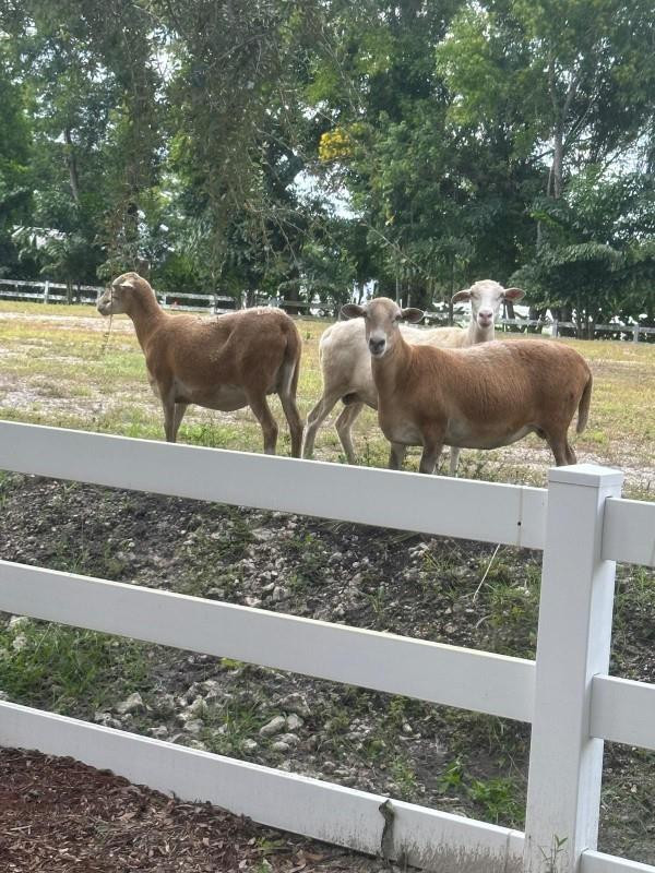 4680 Southwest 148th Avenue Southwest Ranches, FL 33330 - Photo 16 of 38 Photo 16