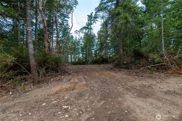 a view of a forest with trees in the background