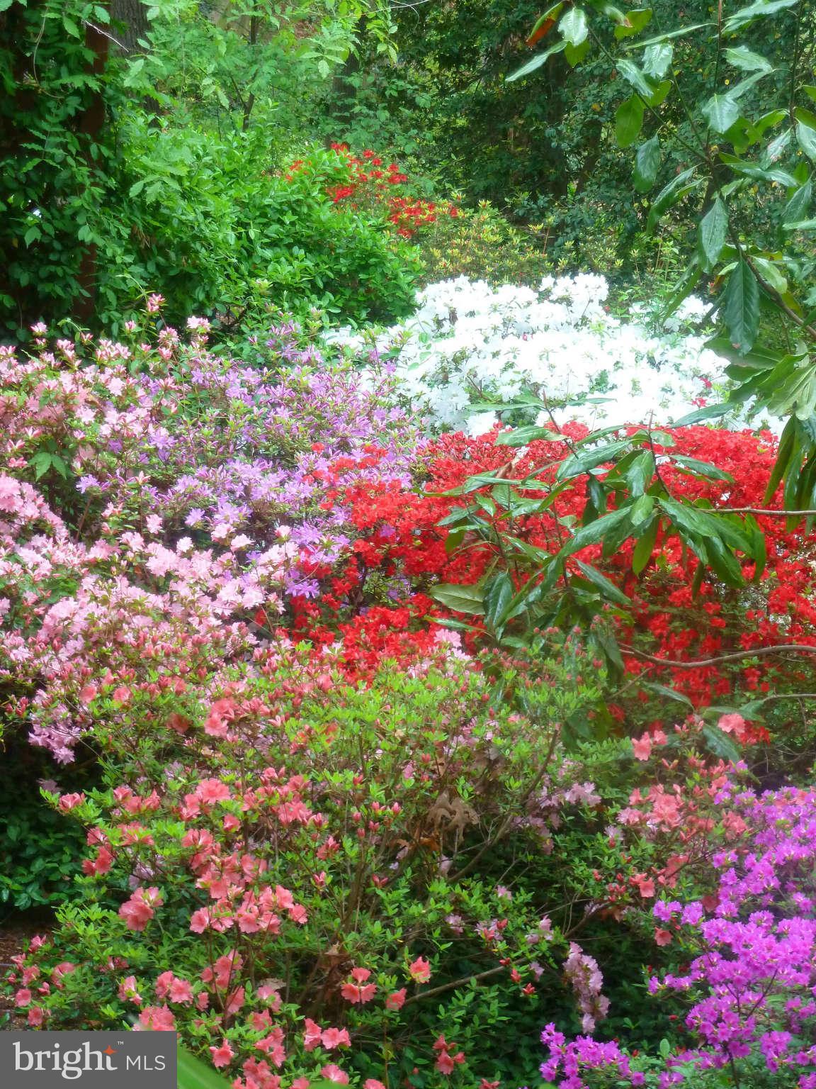 11431 Hook Road Reston, VA 20190 - Photo 4 of 30 a picture of flowers