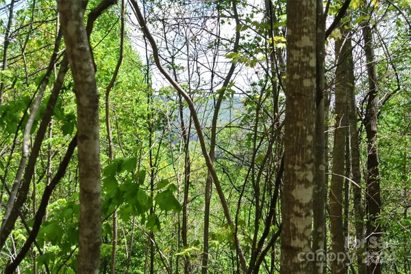a view of forest