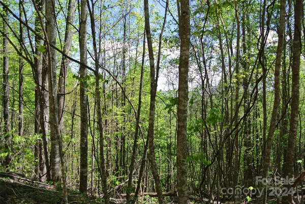 a view of a forest with a tree