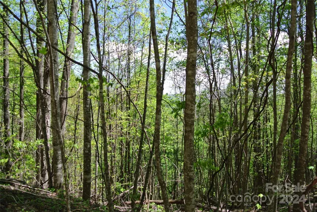 a view of a forest with a tree