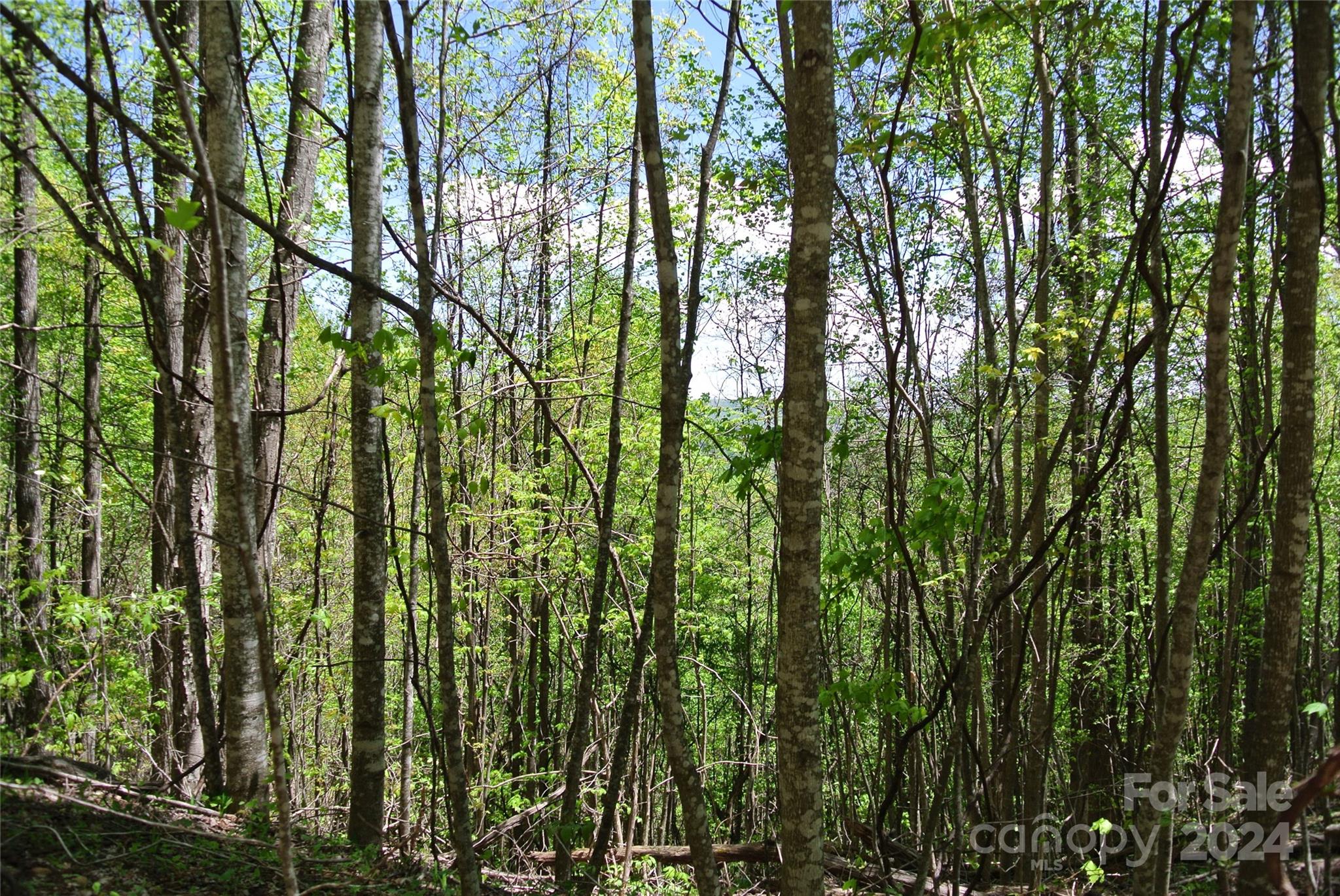 0 Pond Road Spruce Pine, NC 28777 - Photo 3 of 9