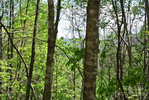 a view of forest