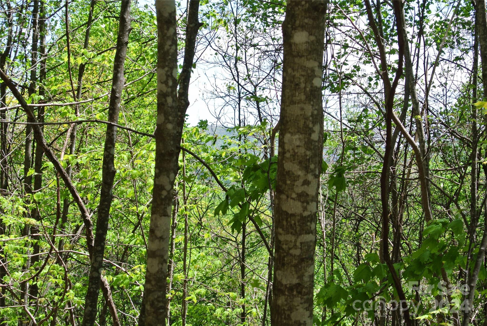 0 Pond Road Spruce Pine, NC 28777 - Photo 4 of 9