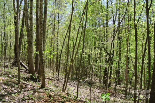 a view of a lush green forest