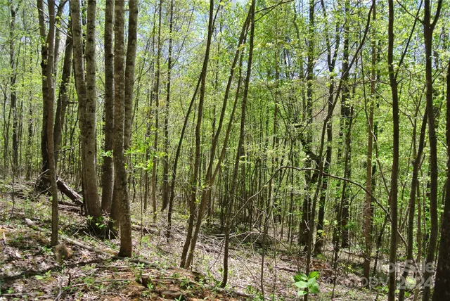 a view of a lush green forest