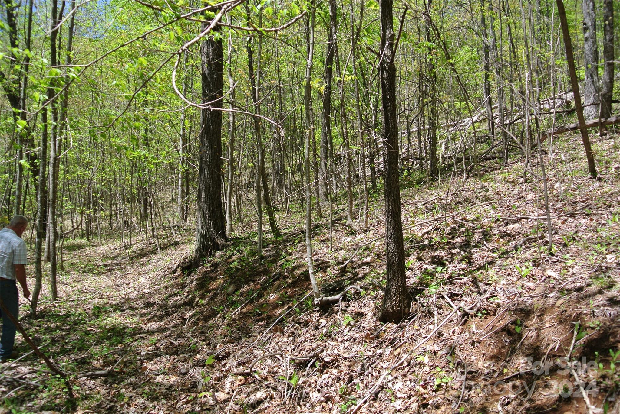 0 Pond Road Spruce Pine, NC 28777 - Photo 6 of 9 a view of a forest with a tree