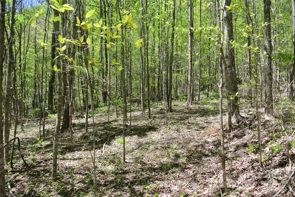 $830,000 | 0 Pond Road, Spruce Pine, NC 28777