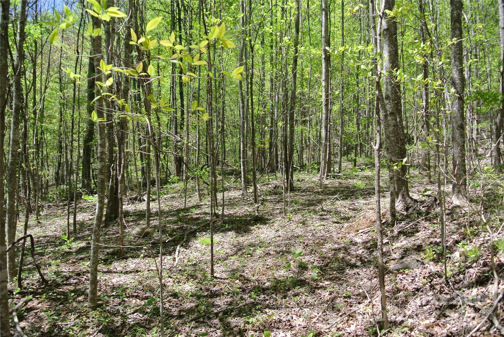 0 Pond Road Spruce Pine, NC 28777 - Photo 7 of 9 a view of forest