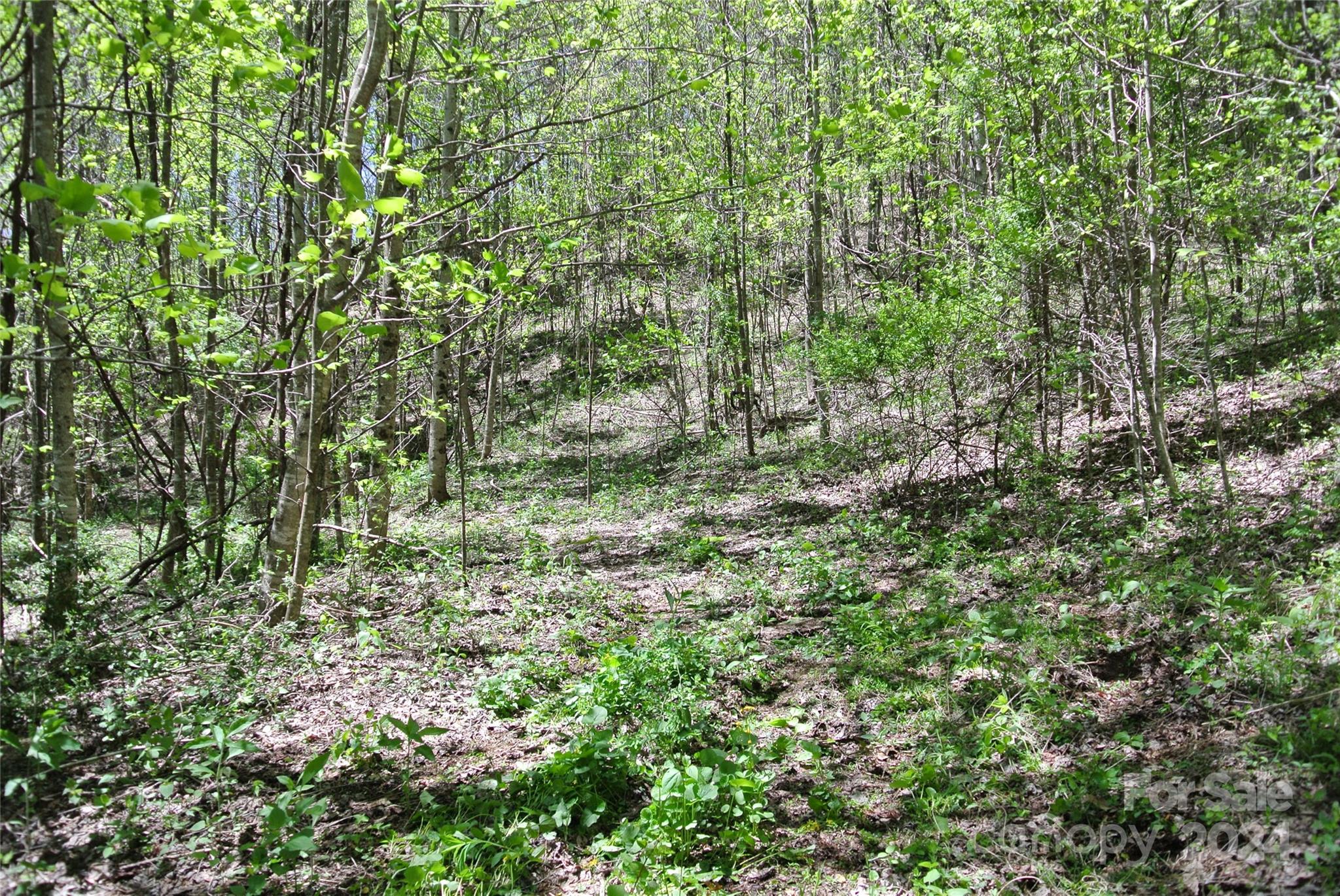 0 Pond Road Spruce Pine, NC 28777 - Photo 8 of 9 a view of a lush green forest