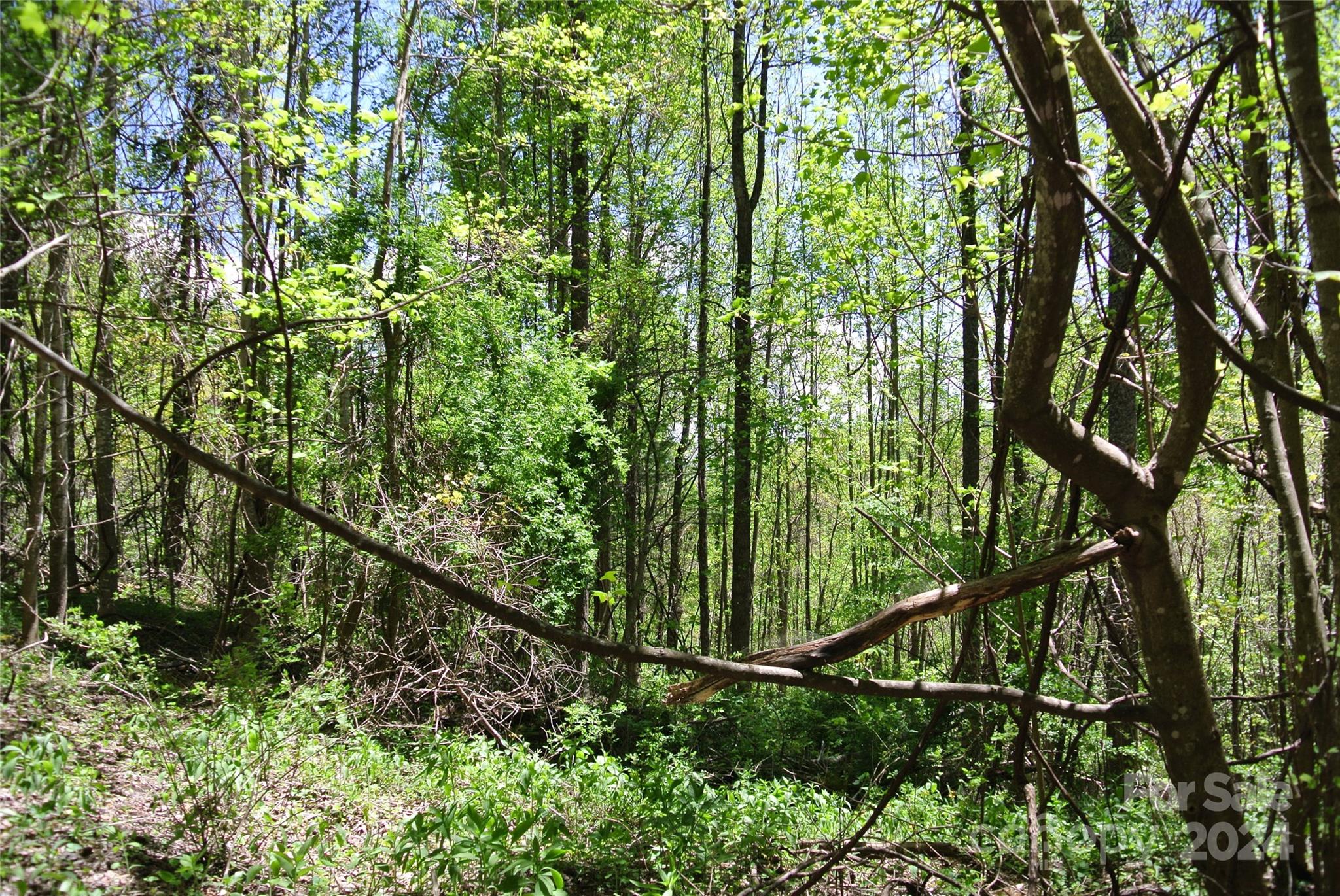 0 Pond Road Spruce Pine, NC 28777 - Photo 9 of 9 a view of an outdoor space with a street