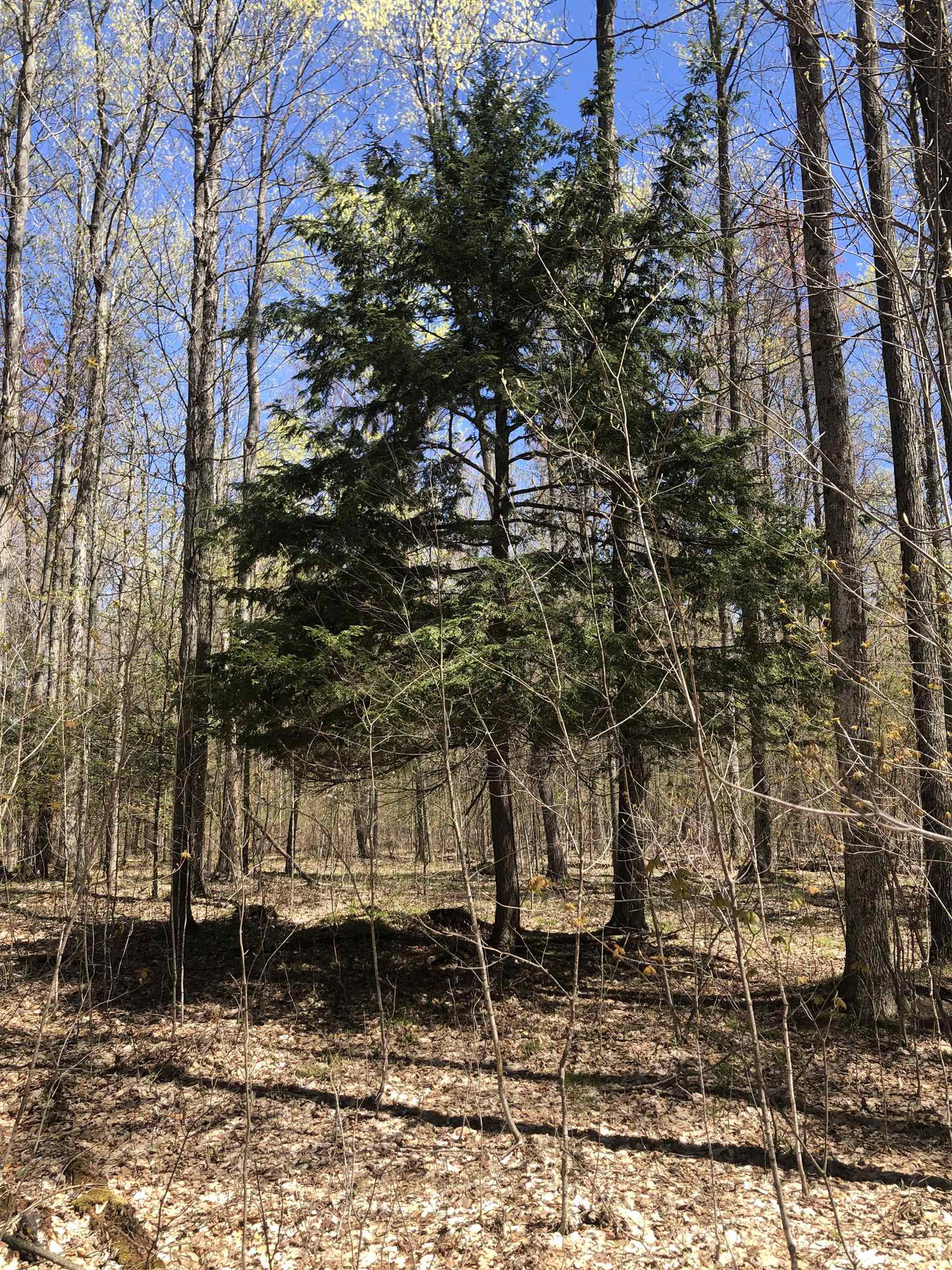 80-acres Yates Road Copemish, MI 49625 - Photo 8 of 34