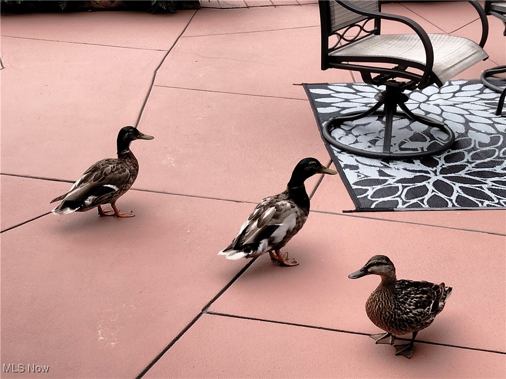 658 Roe Drive Akron, OH 44319 - Photo 50 of 50 Huey, Dewey and Louie