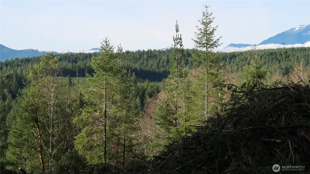 a view of a lush green forest with trees and some houses