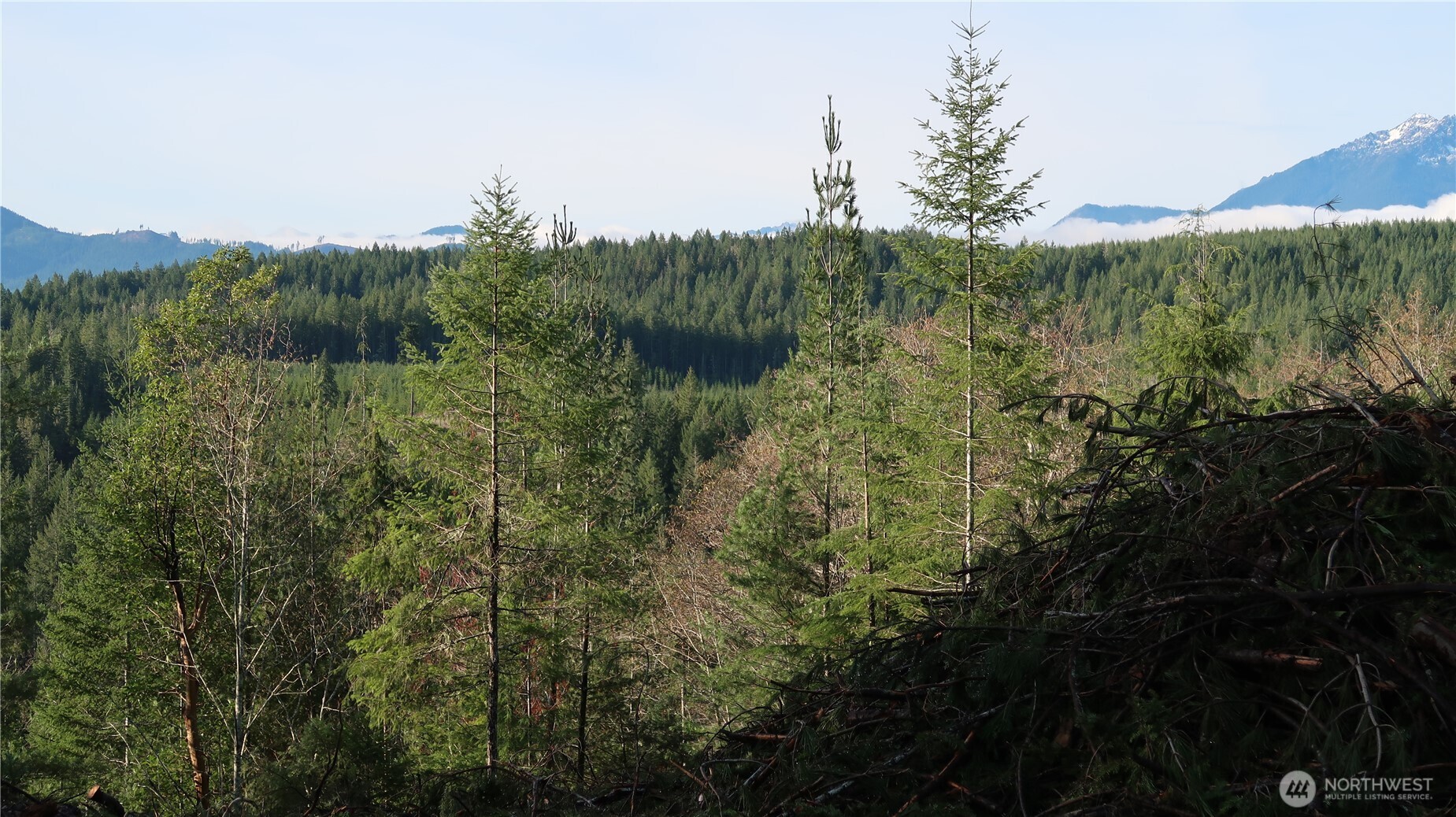 2180 Northeast Holly Dewatto Road Tahuya, WA 98588 - Photo 12 of 30 a view of a lush green forest with trees and some houses