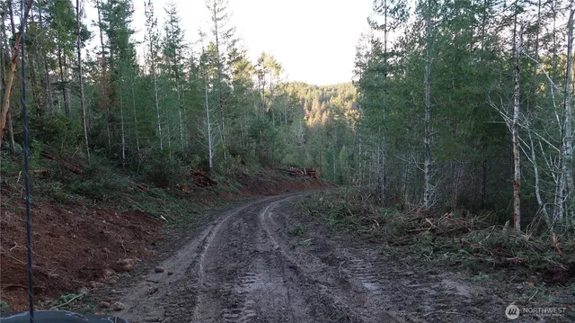 a view of a forest with trees in the background