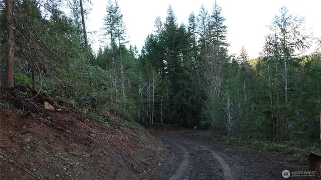 a view of a forest with trees in the background