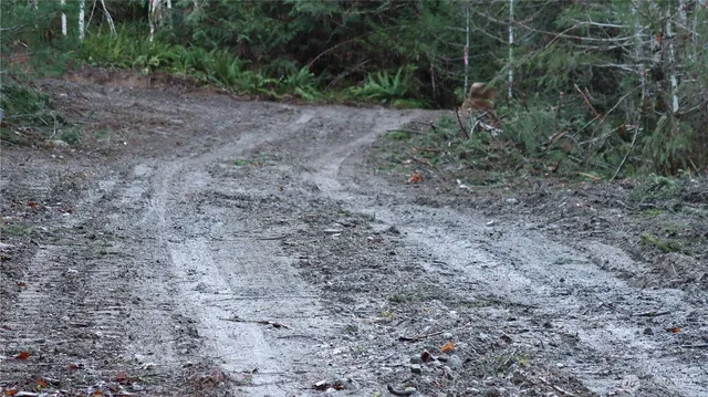a view of a yard with large trees