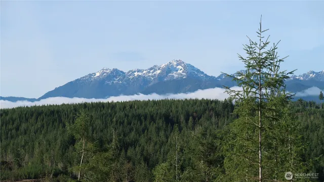 a view of a lush green forest with a mountain