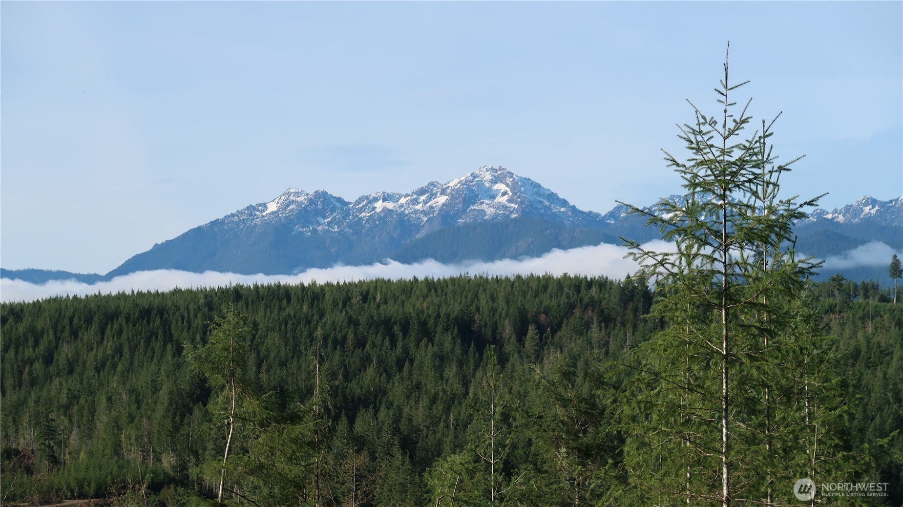 2180 Northeast Holly Dewatto Road Tahuya, WA 98588 - Photo 8 of 30 a view of a lush green forest with a mountain