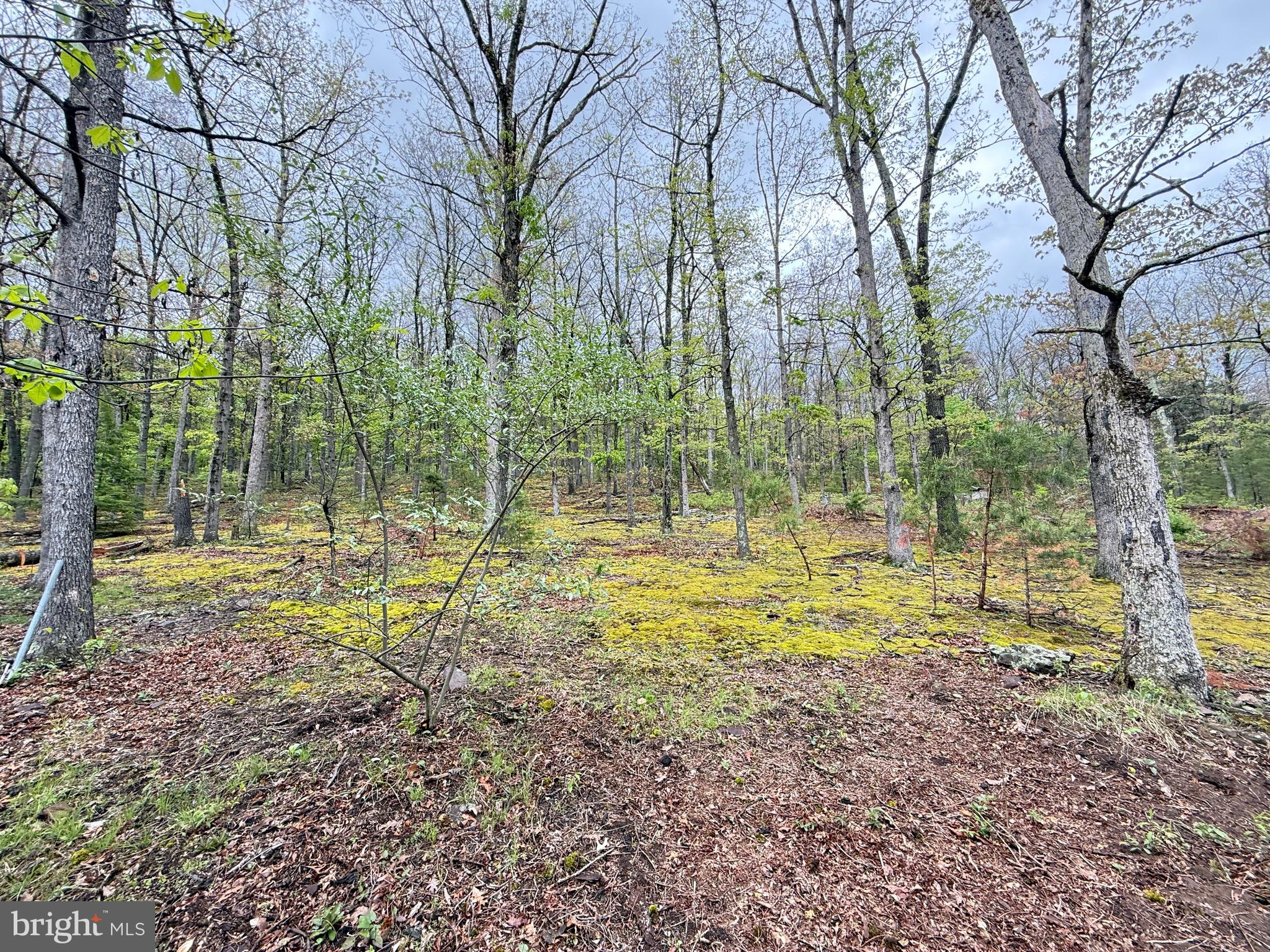 1327 Cut Off Road Keyser, WV 26726 - Photo 22 of 45